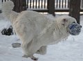 Kaza Janvaris_3021